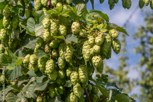 Houblonière en Flandre Belge près de Poperinge