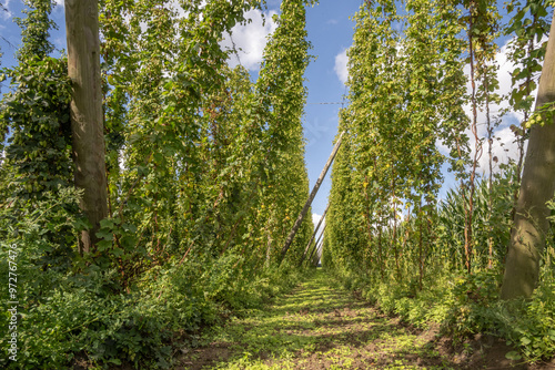 Houblonière en Flandre Belge près de Poperinge photo