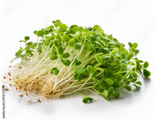 Alfalfa Sprouts isolated on white background.  photo