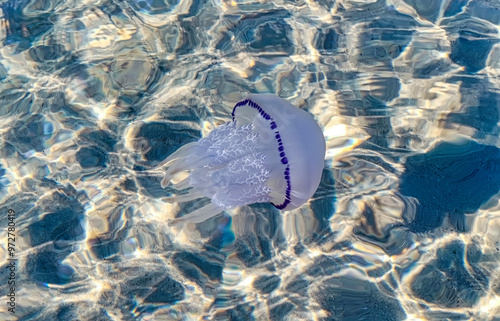 A Barrel Jellyfish - Rhizostoma Pulmo photographed in the clear waters of the Gulf of Follonica Tuscany Italy photo