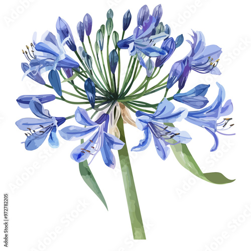 Watercolor painting of agapanthus (Lily of the Nile), isolated on a white background, and agapanthus vector