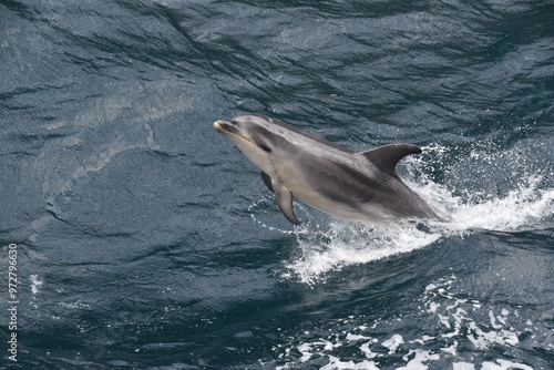 A wild dolphin jumping in the blue water at Milford Sound, New Zealand photo