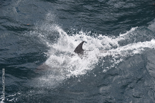 A wild dolphin jumping in the blue water at Milford Sound, New Zealand