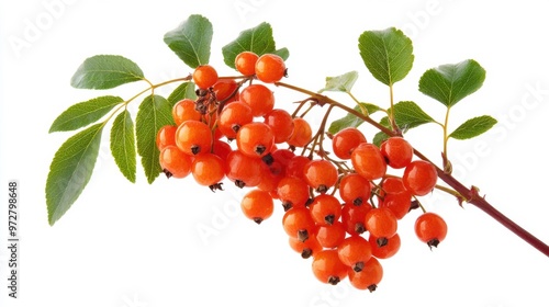 Autumn branch ripe of red rowan berry with red rowan leaves set isolated on white background photo