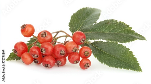 Autumn branch ripe of red rowan berry with red rowan leaves set isolated on white background photo