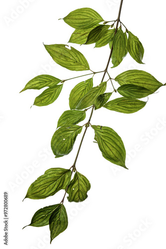 A sprig of dogwood leaves