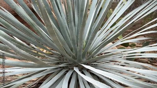 Dasylirion berlandieri or Blue sotol, Mexican plant with spiked long leaves, close-up. photo