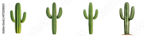 Stylized illustration of cacti featuring various shapes and sizes, perfect for desert themes and nature-related designs. isolated on a transparent background photo