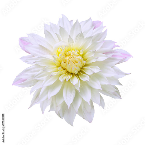 White flower. White dahlia flower isolated on transparent background.