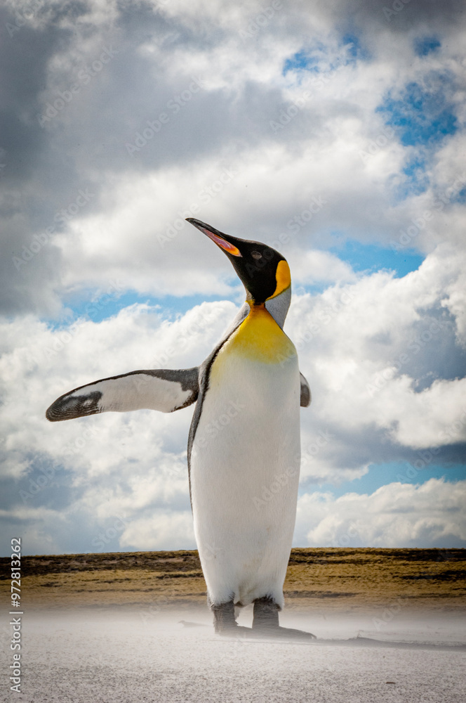 Obraz premium King Penguins The Falkland Islands