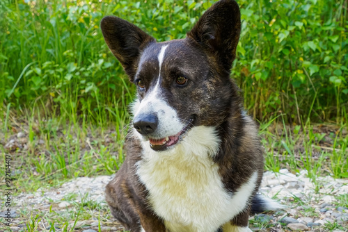 Dog. Welsh corgi Pembroke. Pets. Animal themes.