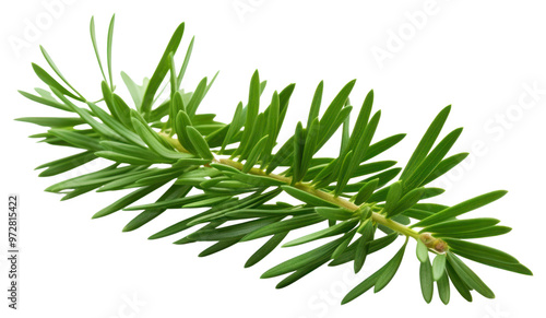 PNG Plant tree fir freshness.