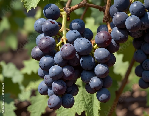 A close up of blue grapes on the vine.