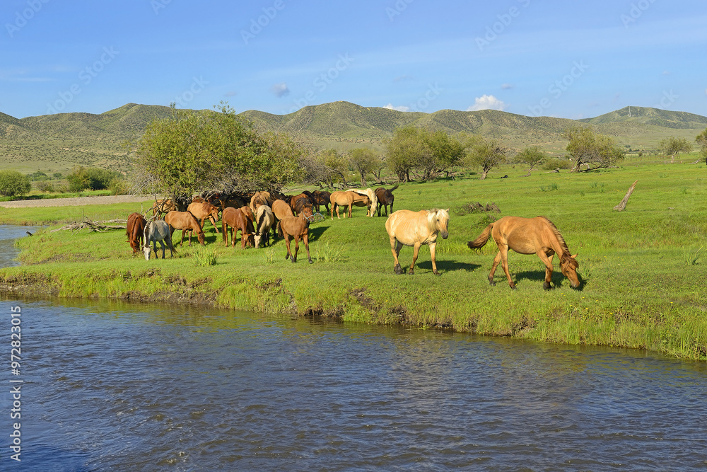 A herd of horses by the Kharaa Gol river, Mongolia