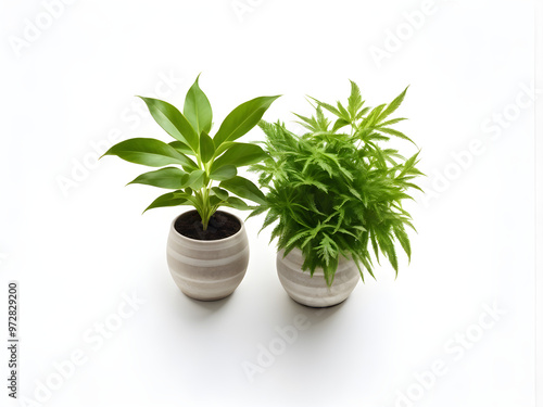 Two plants in a vase on a white background, top view, place for text, wallpaper 