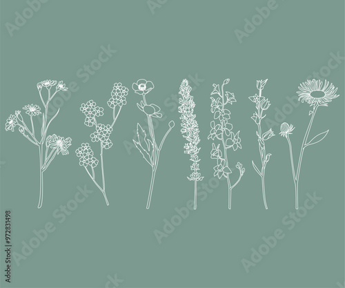Disegno stilizzato di pianta. Schizzo fiore minimal, tratto linee. Catalogo botanica
