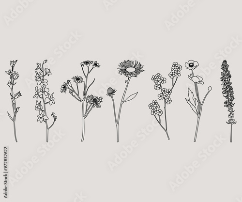Disegno stilizzato di pianta. Schizzo fiore minimal, tratto linee. Catalogo botanica