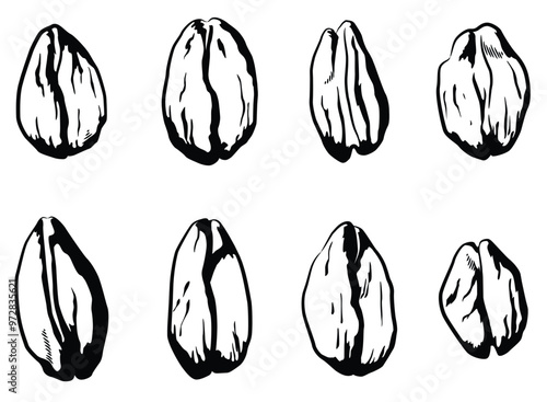 Silhouette Oat Grains Oatmeal Cereal Seeds