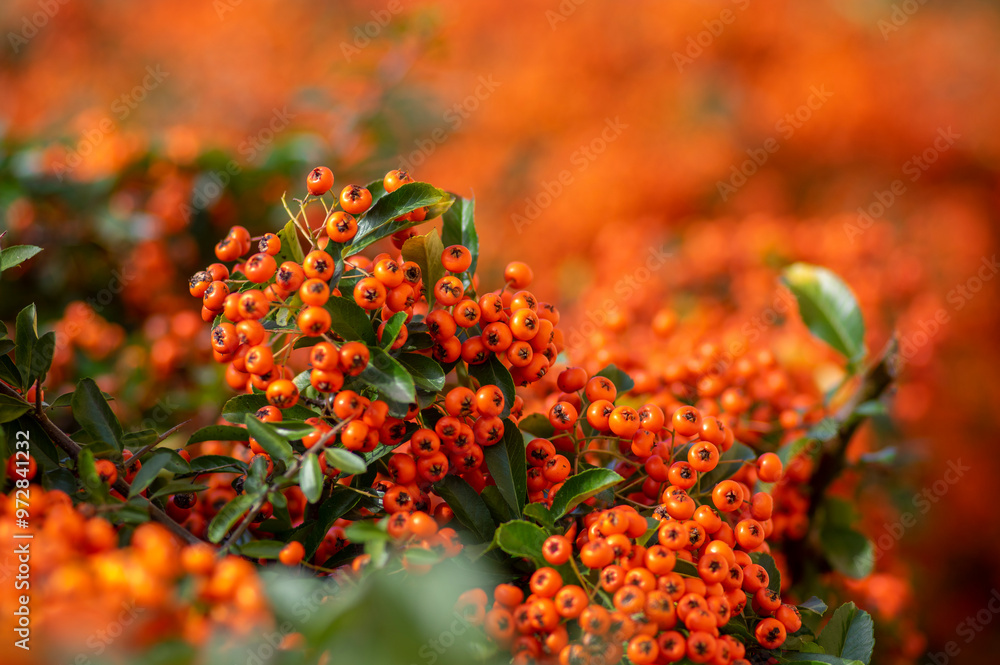 Pyracantha coccinea scarlet red firethorn ornamental shrub, orange group of fruits hanging on autumnal shrub