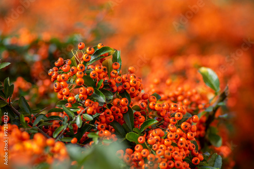 Obraz na płótnie Pyracantha coccinea scarlet red firethorn ornamental shrub, orange group of fruits hanging on autumnal shrub w salonie