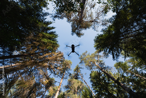 Fototapeta Naklejka Na Ścianę i Meble -  A drone flies in a spruce forest among trees against a blue sky.