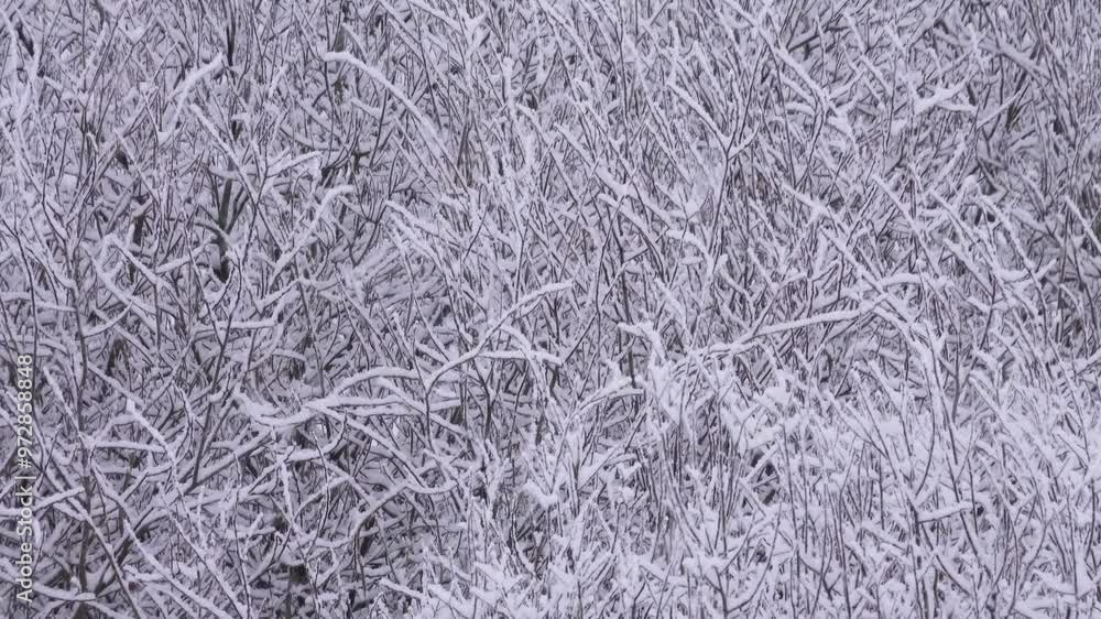 Meteorology. Intense snowfall in calm weather. Snow sticks to the branches of trees (snow build-up) Meteorology. Intense snowfall in calm weather. Snow sticks to the branches of trees (snow build-up)