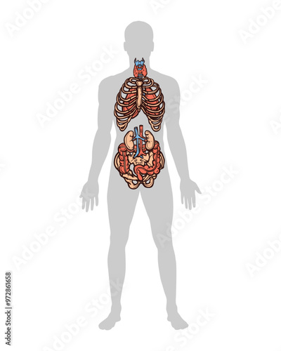 Human body organ system infographic template,  body internal organs diagram flat infographic poster, Vector illustration, Human body anatomy, digestive and reproductive system medical use.