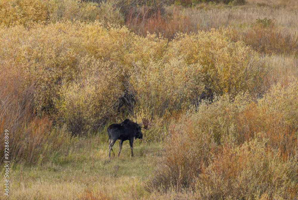Bull Moose in the Rut in Wyoming in Autumn Bull Moose in the Rut in Wyoming in Autumn