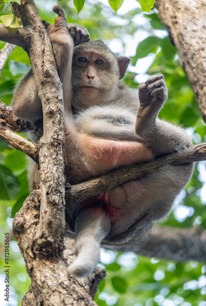 Fototapeta premium A macaque sits in the branches of a tree and observes the surroundings, Thailand