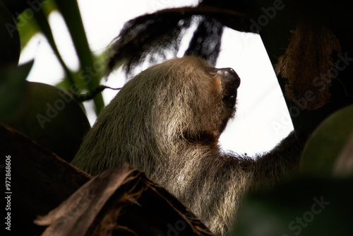 Perezoso de dos dedos, Parque Nacional Volcán Arenal, Costa Rica