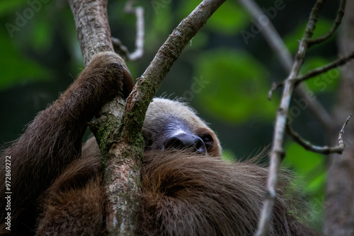 Perezoso de dos dedos, Monteverde, Costa Rica photo