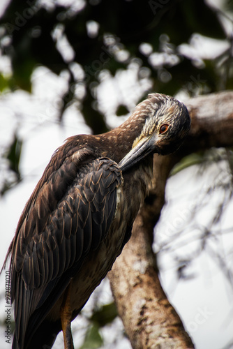 Pájaro de tortuguero, Parque Nacional de Tortuguero, Costa Rica photo