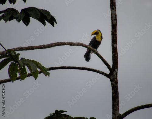 Tucán de pico castaño, Parque Nacional Volcán Tenorio, Costa Rica