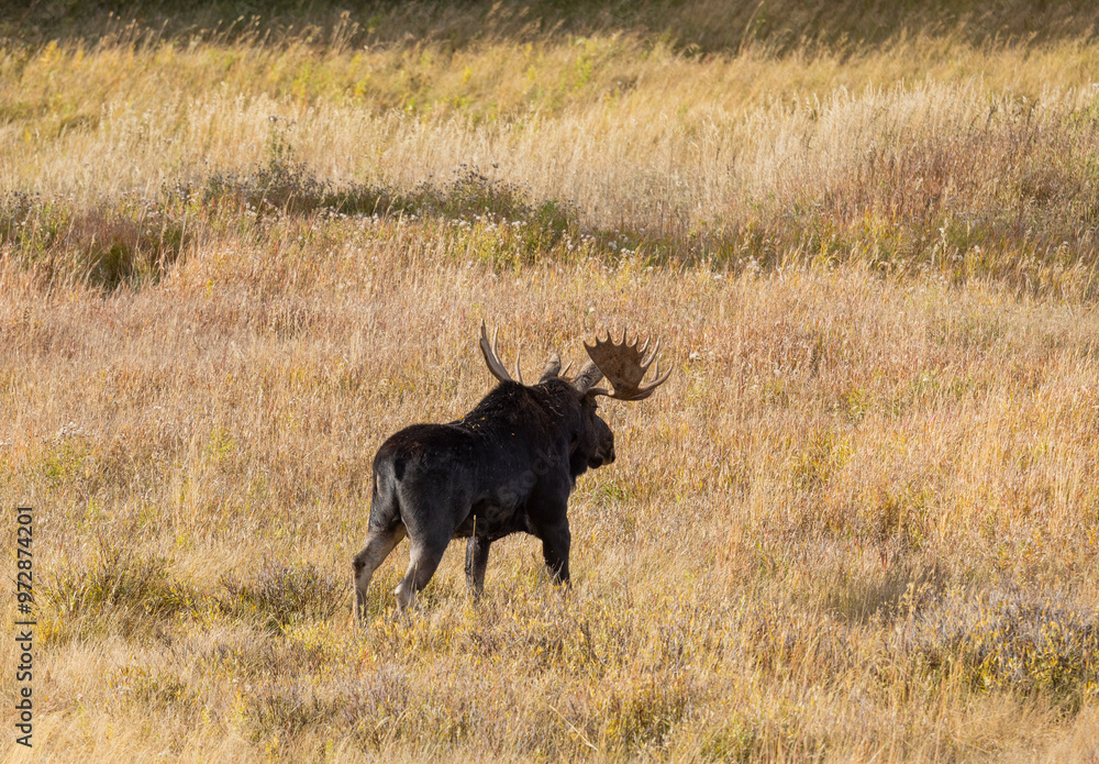 Bull Moose in the Rut in Wyoming in Autumn Bull Moose in the Rut in Wyoming in Autumn