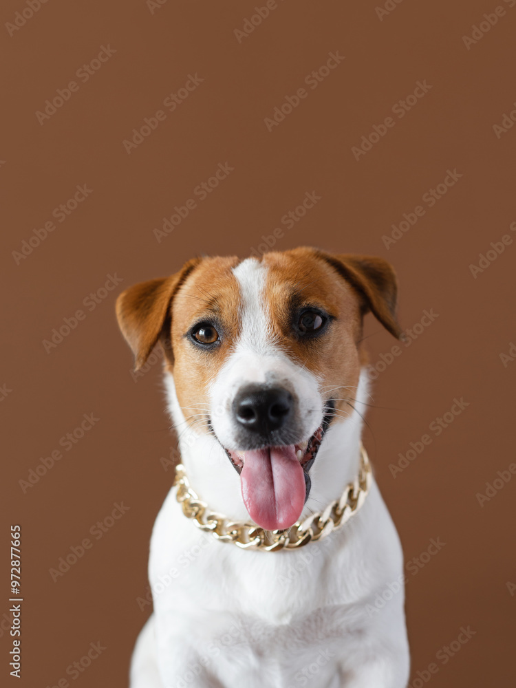 Stylish portrait of Jack Russell Terrier dog with a golden chain isolated on brown background. Fashion pets concept Stylish portrait of Jack Russell Terrier dog with a golden chain isolated on brown background. Fashion pets concept