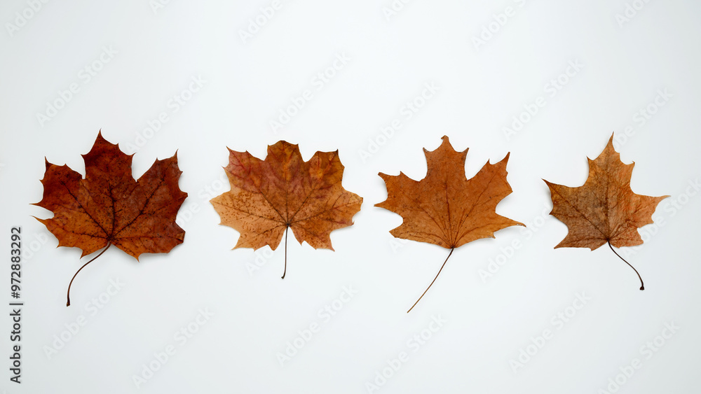 Golden orange autumn leaves of maple tree on white background. Top view Golden orange autumn leaves of maple tree on white background. Top view