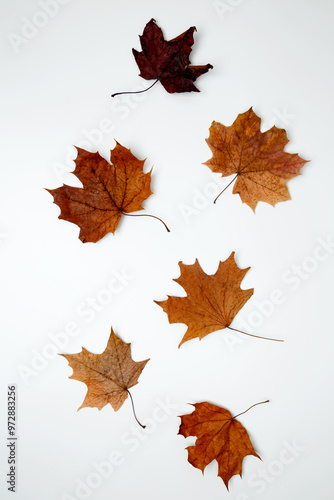 Golden orange autumn leaves of maple tree on white background. Top view