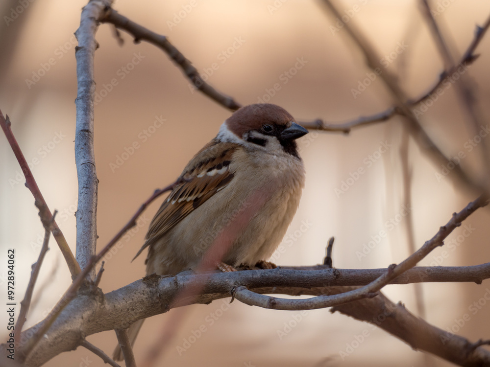 Obraz premium portrait of a sparrow on a branch