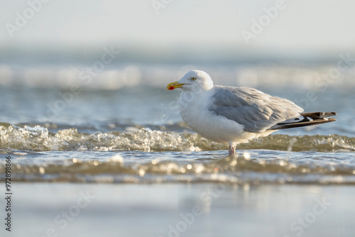 Eine Silbermöve am Strand am Meer photo