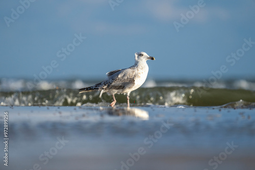 Eine Silbermöwe am Starand am Meer und im Hintergrund wellen und blauer Himmel photo