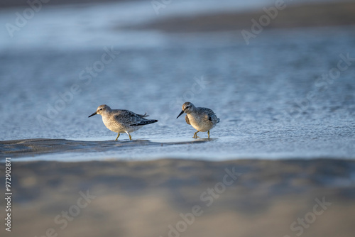 Zwei schnepfenvögel durchsuchen den sand nach Nahrung photo