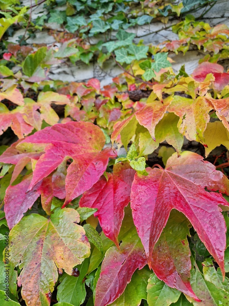 autumn leaves background autumn leaves background