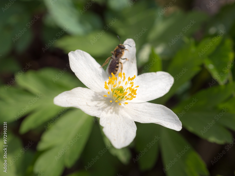 Obraz premium white anemone flower
