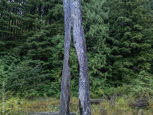 Tree Trunk in a Dense Forest of British Columbia, Canada photo