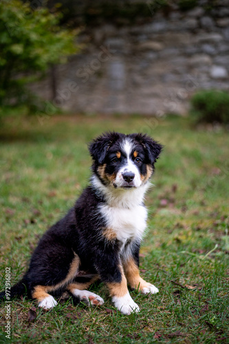 Tricolor aussie puppy sit in the grass