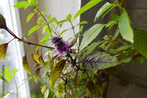 The bush of the Basil plant (real cornflowers, fragrant cornflower) grows at home on the windowsill and blooms with purple flowers - Ocimum basilicum is widely used in cooking as a spice photo