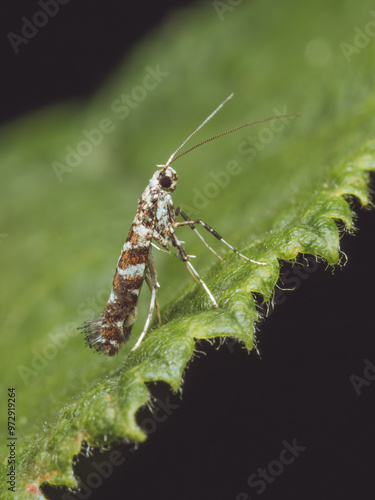 a Gracillaria syringella moth perched on a leaf photo