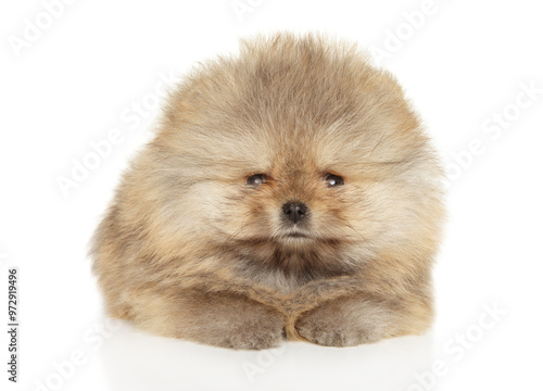 Fluffy Pomeranian puppy lying on white background