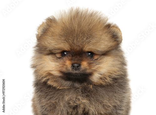 Close-Up Portrait of Fluffy Pomeranian Spitz Puppy