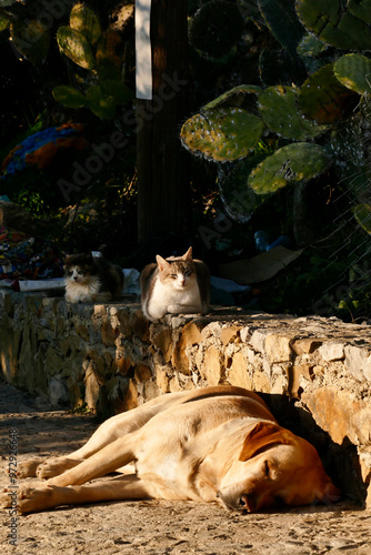 gatti di strada e di Souk del Marocco photo